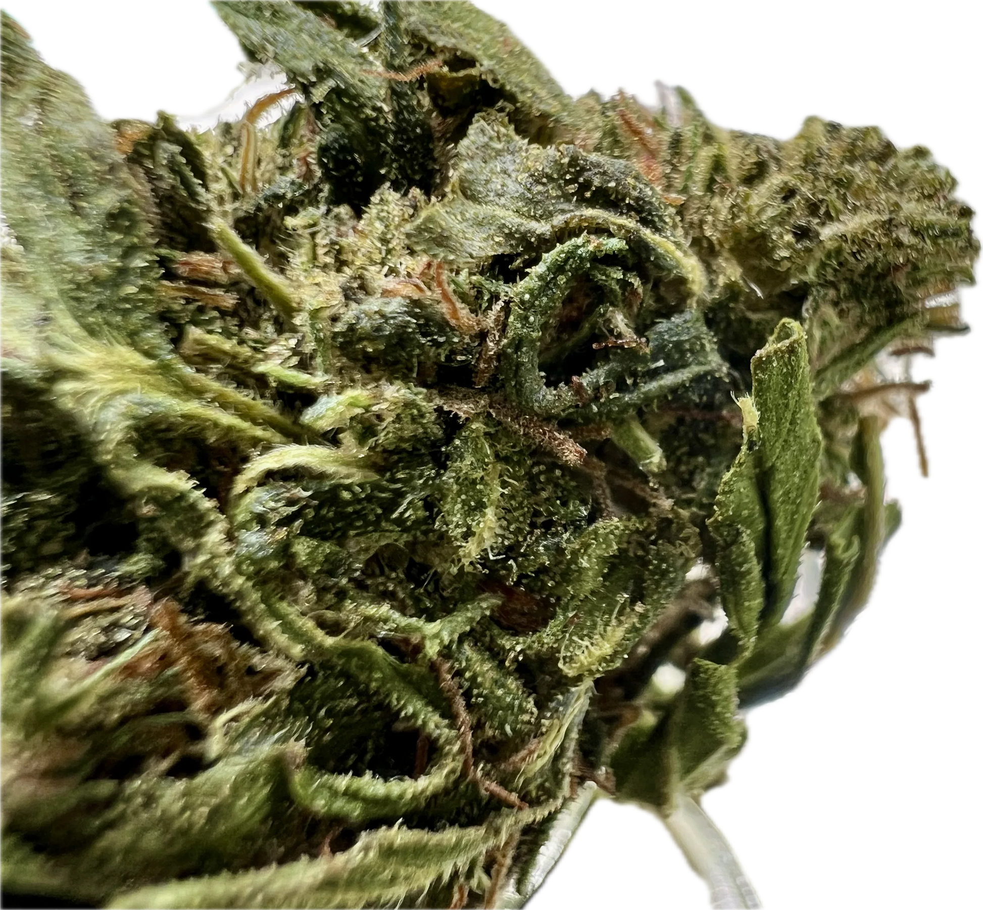 Ripkitty Forbidden V CBD Hemp Flower | High-CBD | Premium Indoor - We The People 