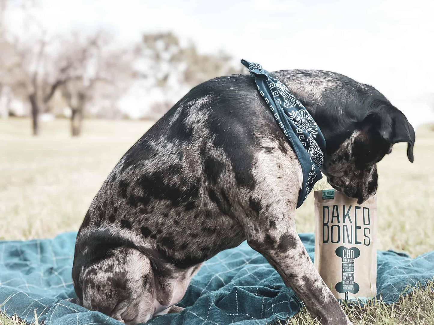 Baked Bones CBD Dog Treats 180mg Peanut Butter Apple - We The People 