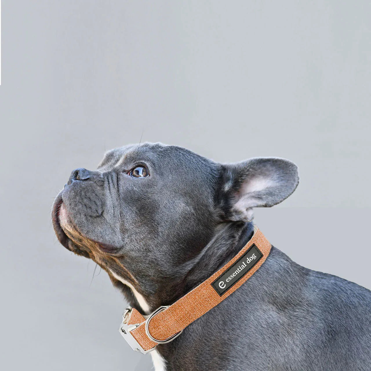 Organic Hemp & Cotton Dog Collar Orange Burst Eco-Friendly - We The People 