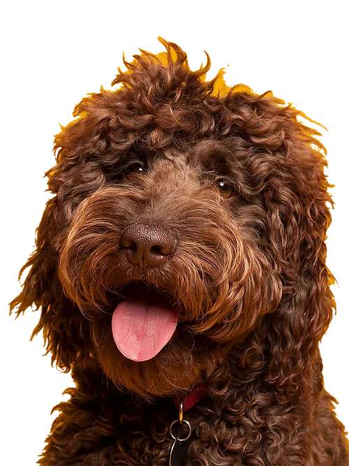 Jagerhund Antler Pumpkin Biscuits | Pumpkin Dog Treats with Antler Powder