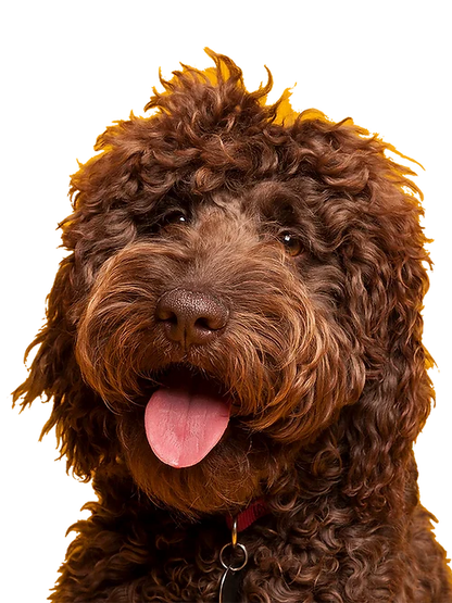 Jagerhund Antler Pumpkin Biscuits | Pumpkin Dog Treats with Antler Powder