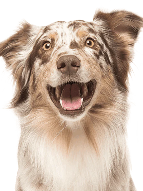 Jagerhund CBD Calming Treats for Dogs | Natural Wellness Biscuits