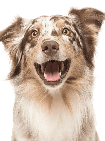 Jagerhund CBD Calming Treats for Dogs | Natural Wellness Biscuits