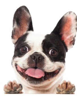 Jagerhund GingerBear Biscuits | Gingerbread Dog Treats with Antler Powder