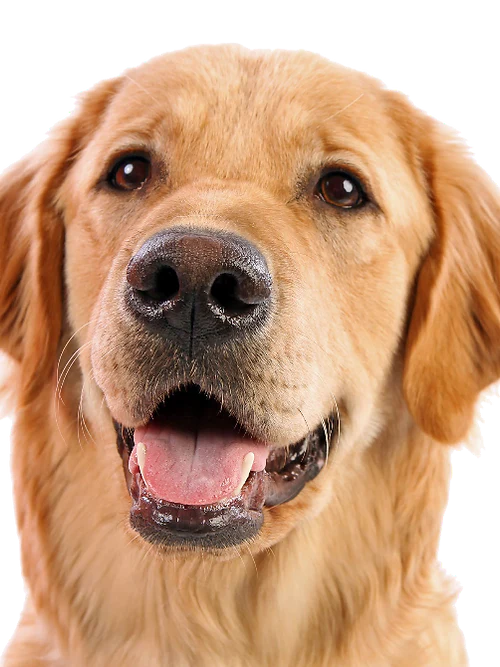 Jagerhund Peanut Butter & Bacon Biscuits