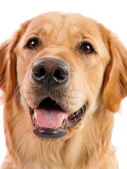 Jagerhund Peanut Butter & Bacon Biscuits