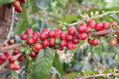 New Light™ - Medium Roast - We The People 