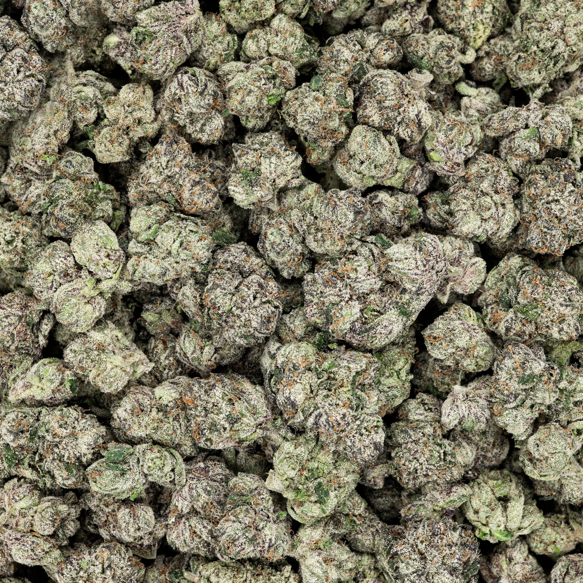 Frosted Runtz THCA Flower - Indica - We The People 